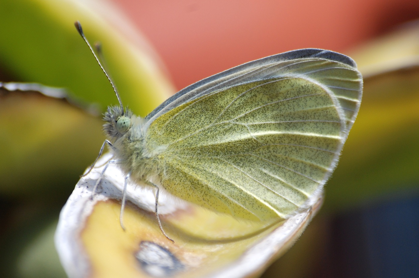 Pieris ?